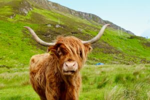 Scotland